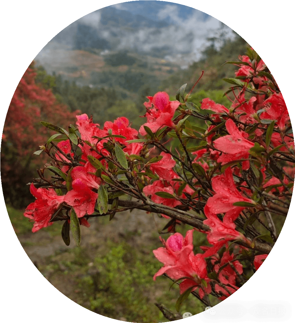 出发~高山杜鹃进入赏花期！
