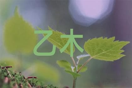 乙木缺水怎么补救？缺水身体不好？