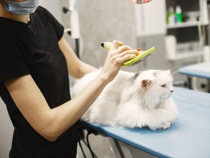 猫咪反复呕吐，当心猫咪毛球症导致消化道阻塞！如何预防和治疗毛球症？