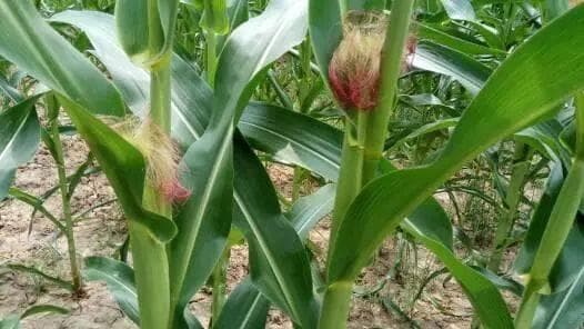 玉米种植产量不高？七大常见错误要避免