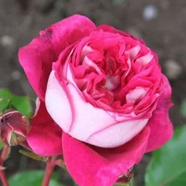 月季时空之旅：2024上海（国际）花展主题花——月季的色、香、形及应用