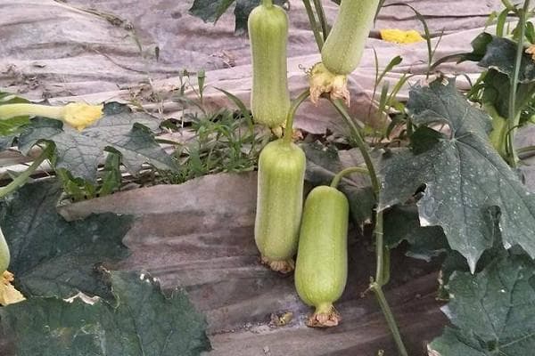 丝瓜种植方法及种植时间