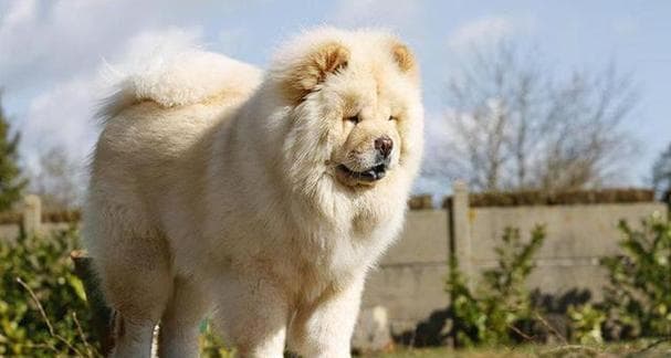 中华田园犬养殖指南：土狗比知名犬好养的秘诀大揭秘