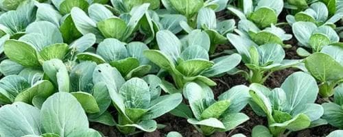 油菜的种植方法：从选种到收获的全程指南