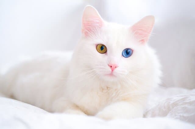 土耳其安哥拉猫：古老长毛猫品种的优雅与神秘
