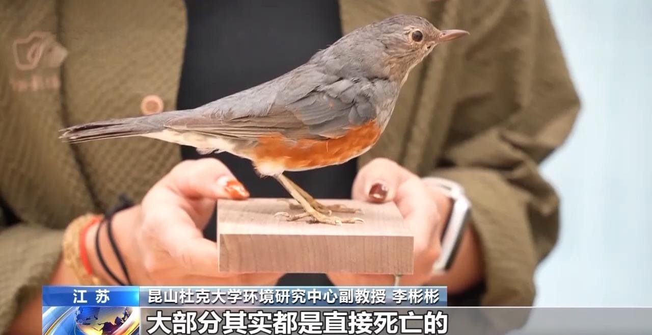 城市玻璃幕墙居然成了“鸟类杀手”？