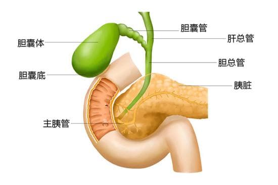 胆囊解剖结构示意图