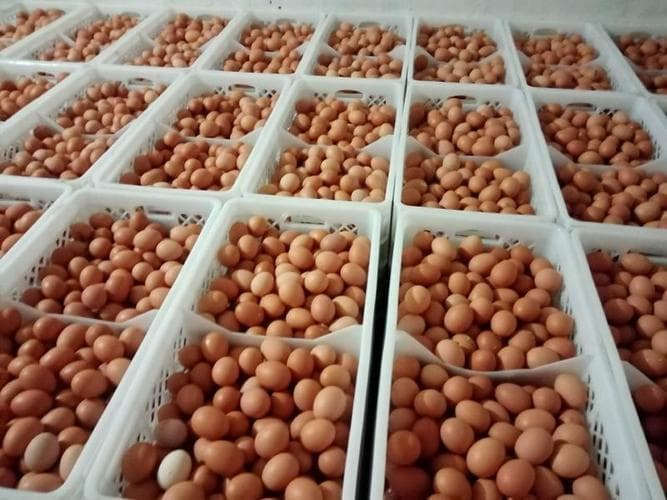350个鸡蛋有多少斤？350个鸡蛋有多重？重量真相大揭秘！