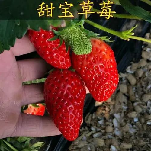 甜宝草莓品种介绍：来自日本的优质草莓