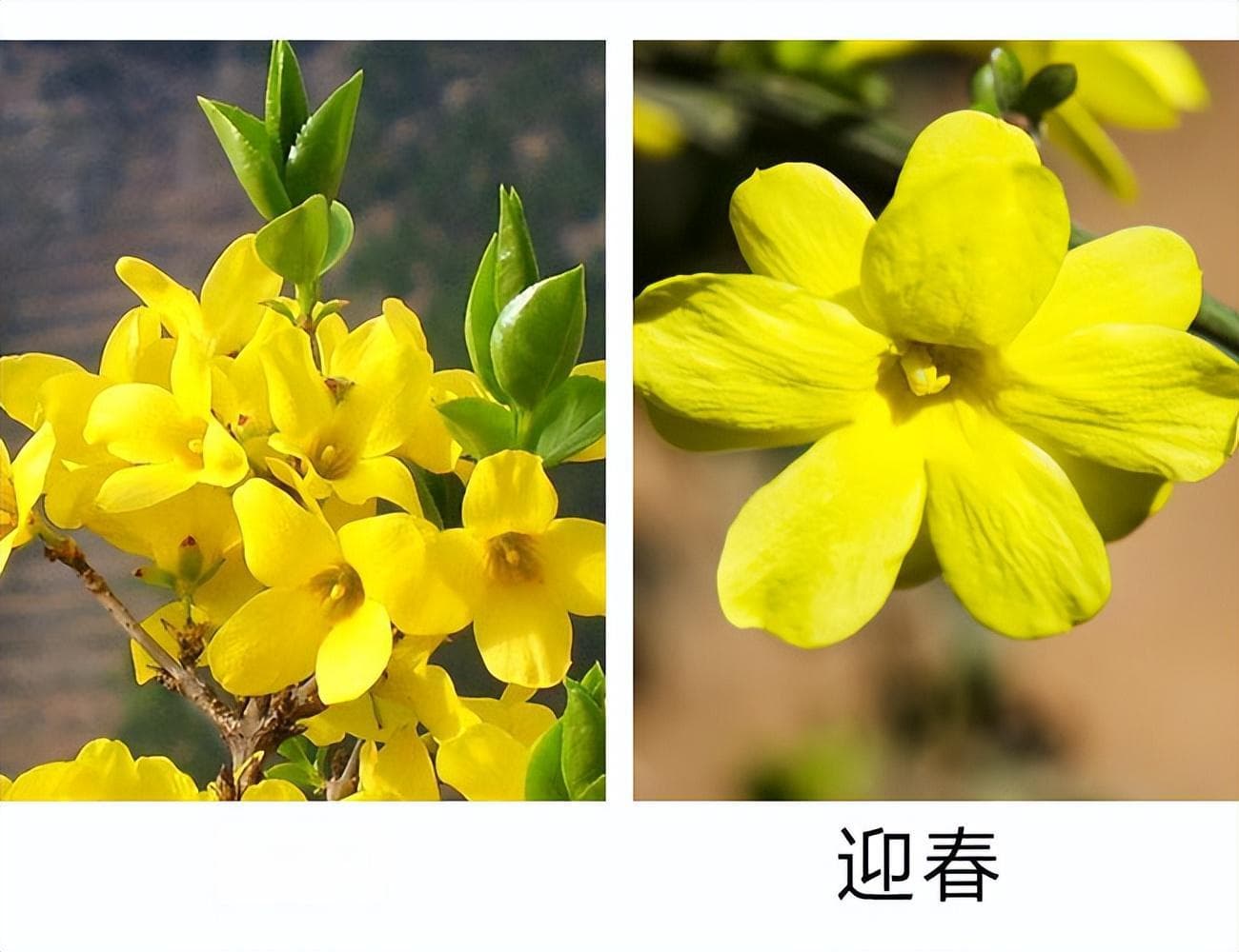 连翘与迎春花的区别