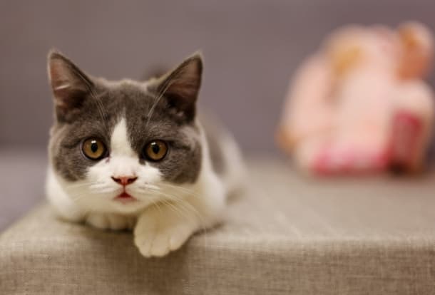 深度解析猫咪行为：揭秘喵星人的小动作与大意义
