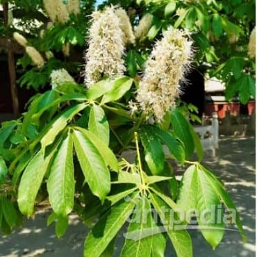 前沿 | 陈士林团队揭示七叶树药效成分生物合成机制