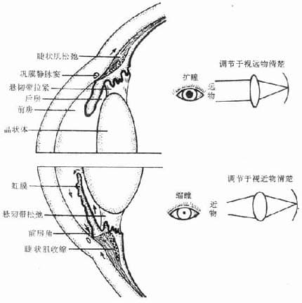 毛果芸香碱的药理作用与临床应用