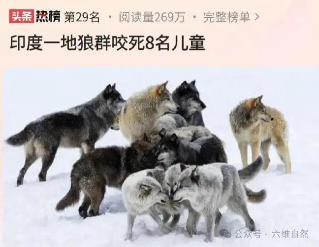 印度一地狼群肆虐，咬死9人其中8名儿童，是什么导致狼群异常？