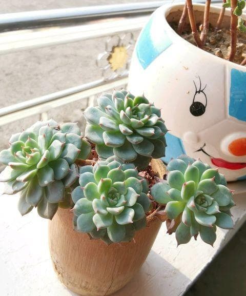多肉植物如何浇水（分享多肉的正确浇水方式）