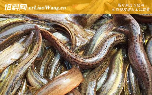 钓泥鳅实用技巧大全：从时间到工具的全方位指南