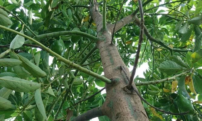 金丝楠木树在家门口种植可行吗？需要注意哪些事项？