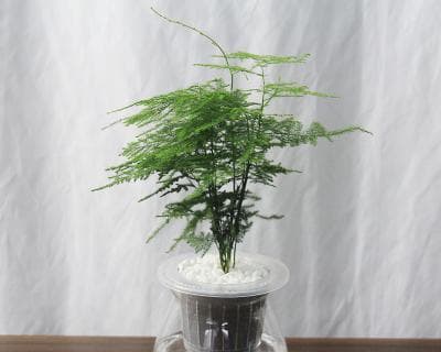 玻璃瓶盆栽（适合种植的植物与技巧，让家中更加充满生机）