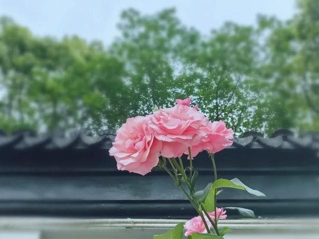 十首五言诗里的思乡情：从隋唐诗人笔下的游子心事