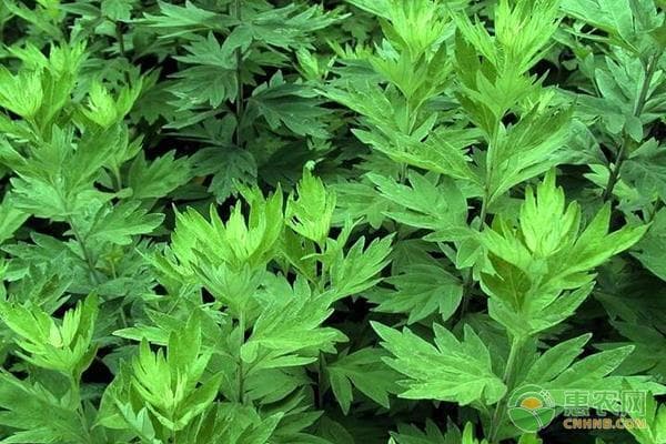 艾草怎么种植？