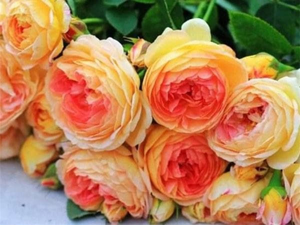 月季花如何施肥和浇水
