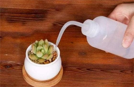 多肉植物盆栽养护小知识