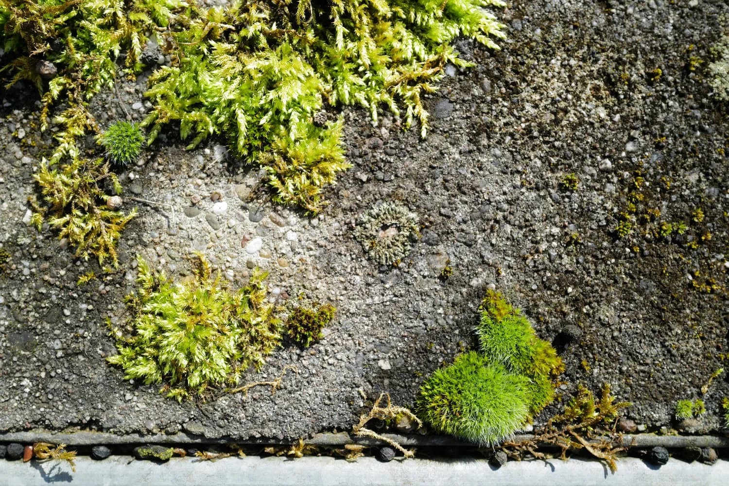 伸筋草与小伸筋草：功效区别与应用指南