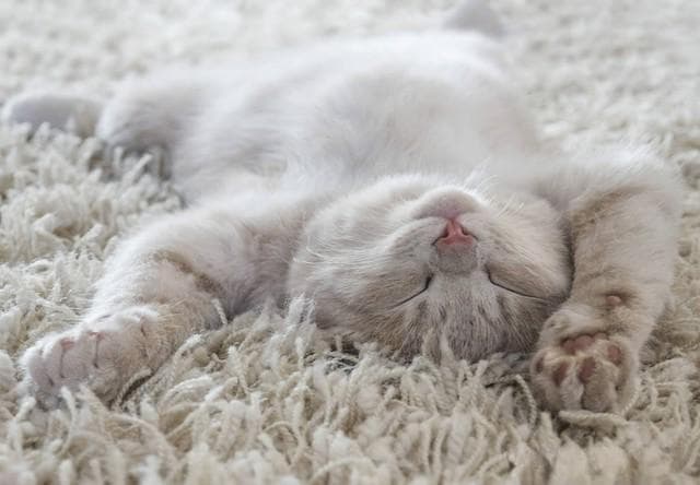 猫咪睡觉时会做梦吗？科学揭秘猫咪梦境之谜