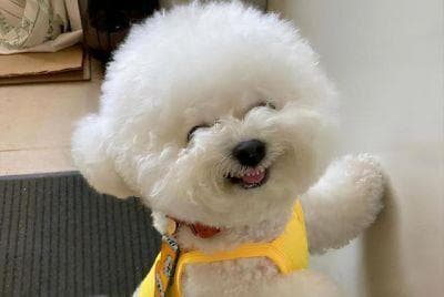 科学养护茶杯犬，让宠物更健康（15个要点，让你的茶杯犬快乐成长）