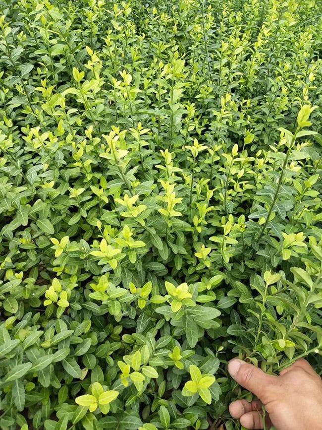 扶芳藤的特点与应用
