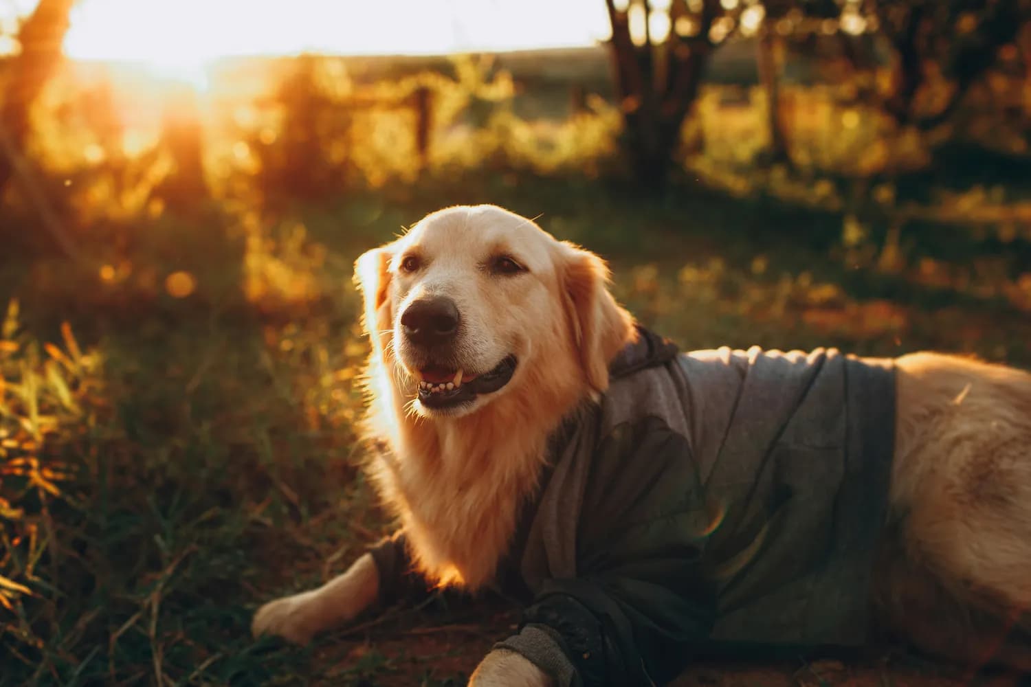 科学选购老年犬专用狗粮：主流品牌全面对比