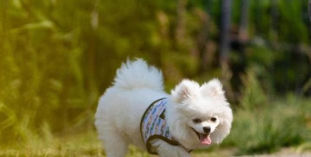 如何以日常养护博美犬？（从饮食到运动，让你的博美健康成长）