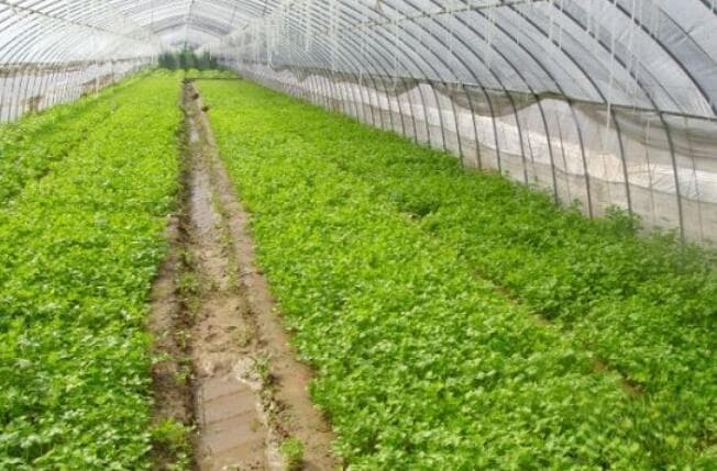 立春农事：农业生产、大棚瓜菜管理、水果种植及畜牧养殖全攻略