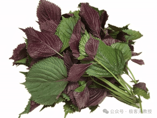 紫苏精油：古老草本的新生之力—医药瑰宝与千亿市场潜力