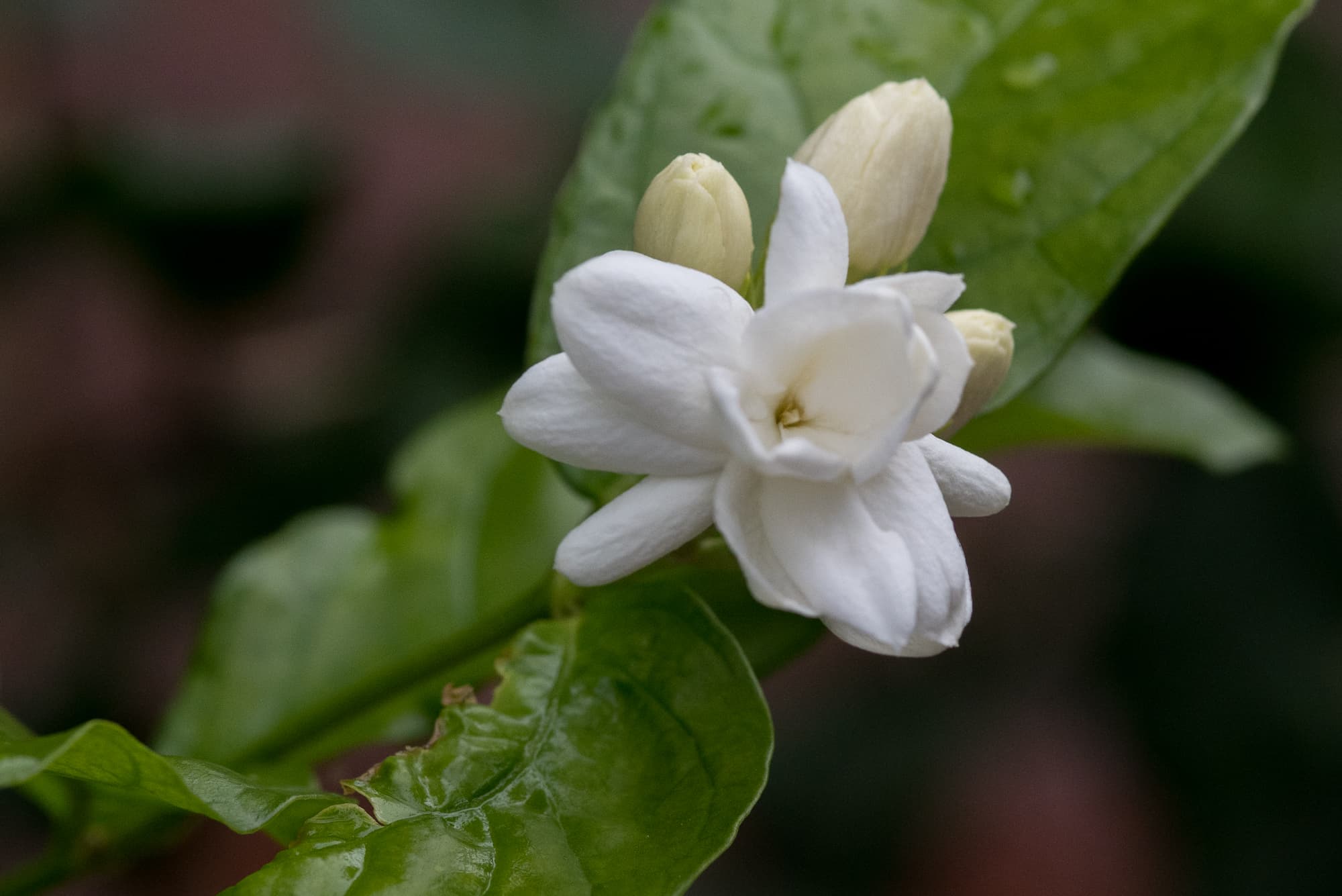 茉莉精油香薰用法与芬芳魅力全解析
