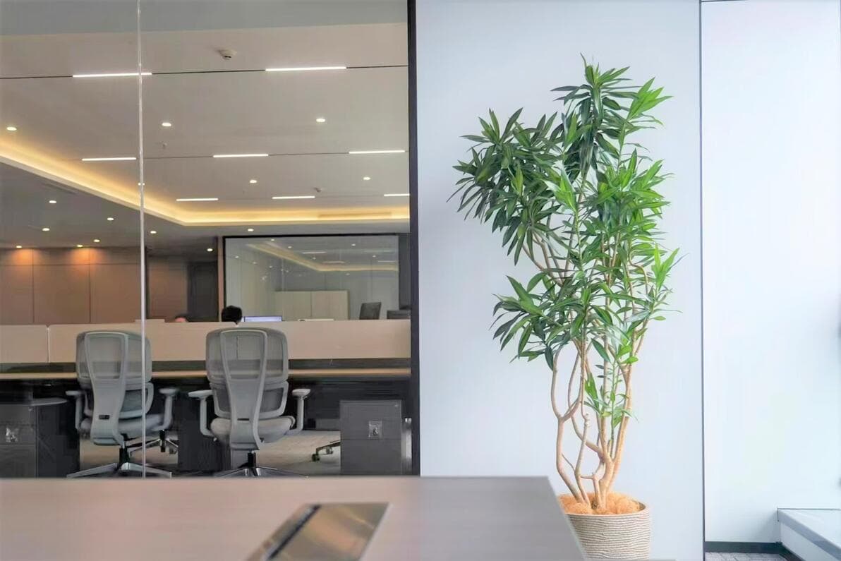 10种常见办公绿植如何摆放？这份指南请收好