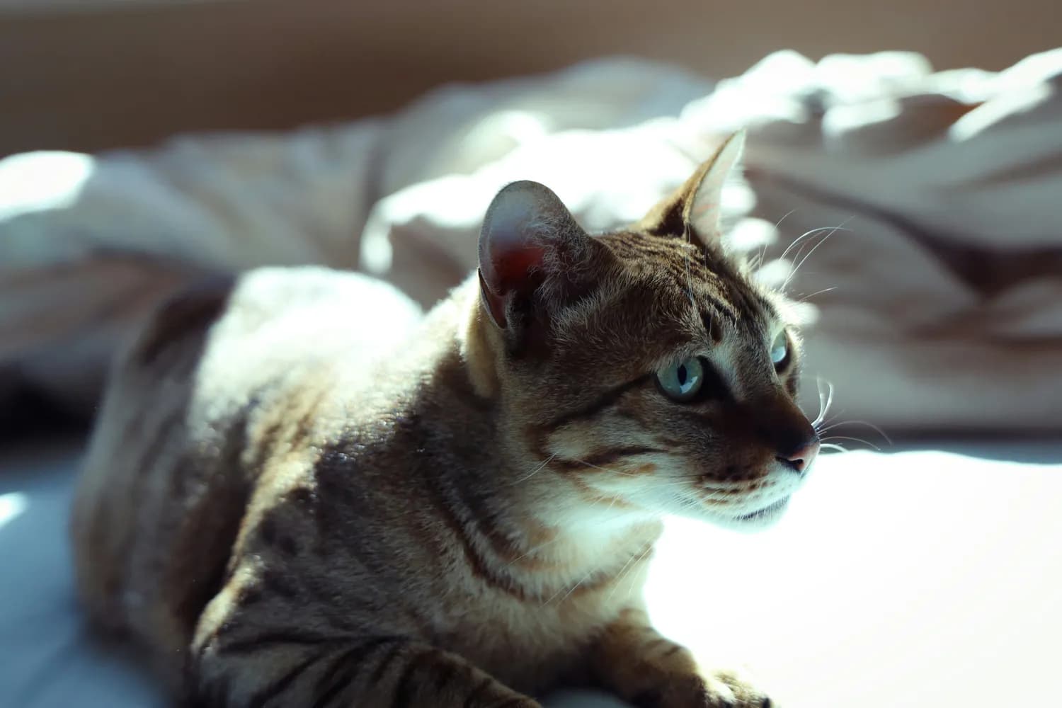 猫咪吃鱼油，铲屎官必看！