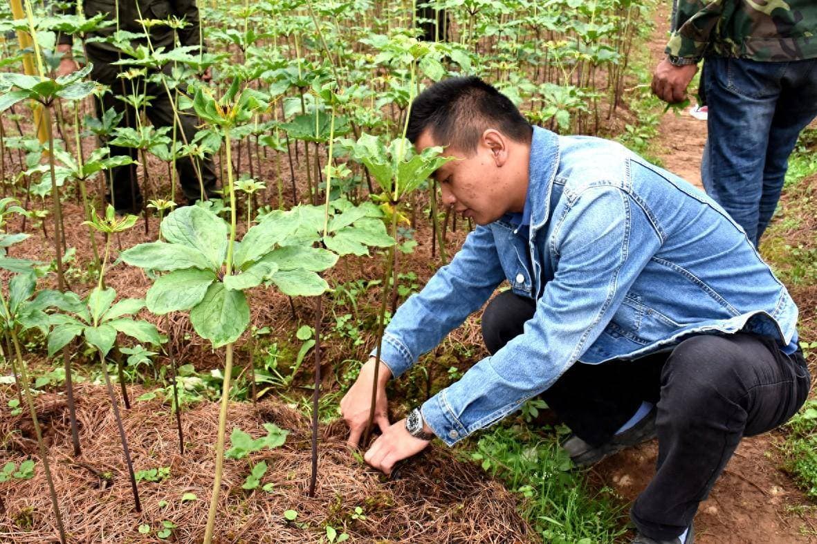 中药材夏季田间管理三大要点：灌溉、除草与追肥