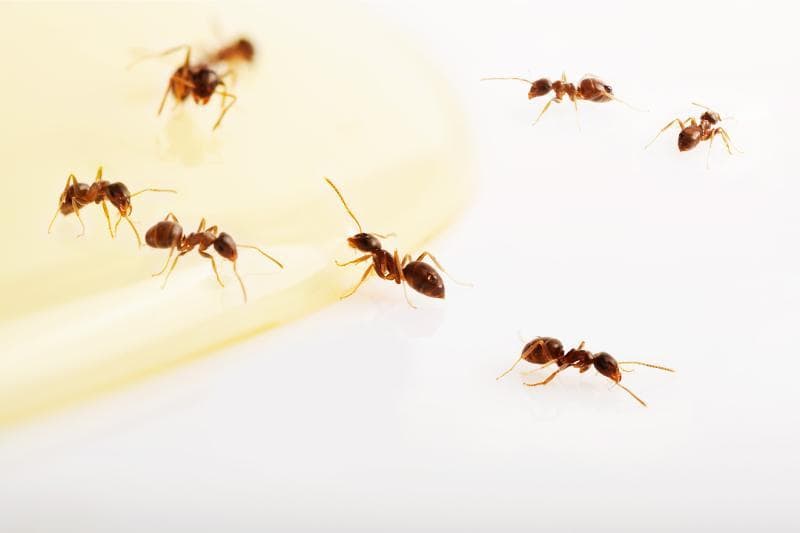 居家灭蚁全攻略：善用蚂蚁害怕的东西，教你简单自制驱蚁剂