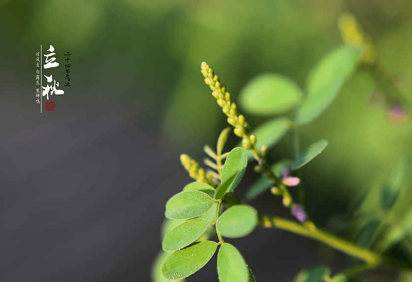 【诗词鉴赏】夏意悠未尽 忽觉秋已来，有关立秋的诗词，迎接秋天的到来！