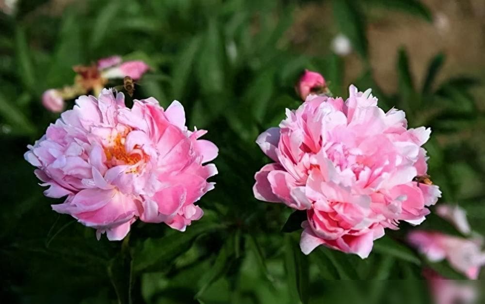 若要芍药顺利开花，需要分“四季”来养护