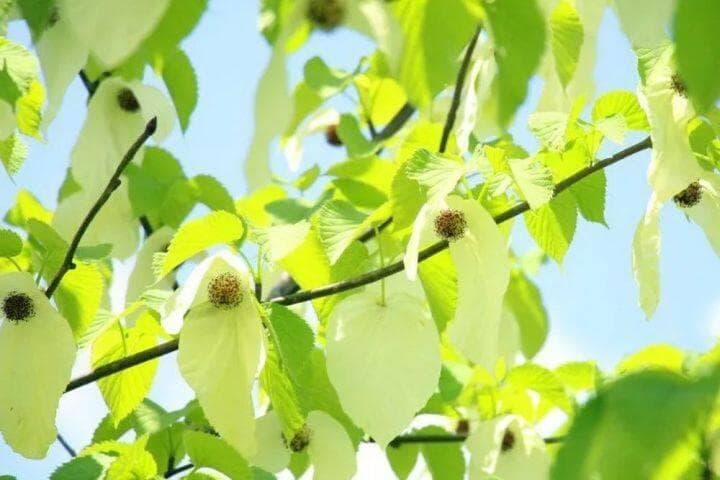进来，领略梵净山四季之美
