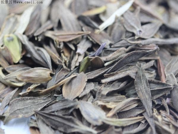 百日草种子的种植方法 需掌握这几点