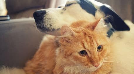 打完疫苗的猫咪需要注意的事项（宠物主人必看，打完疫苗不代表放心大意）