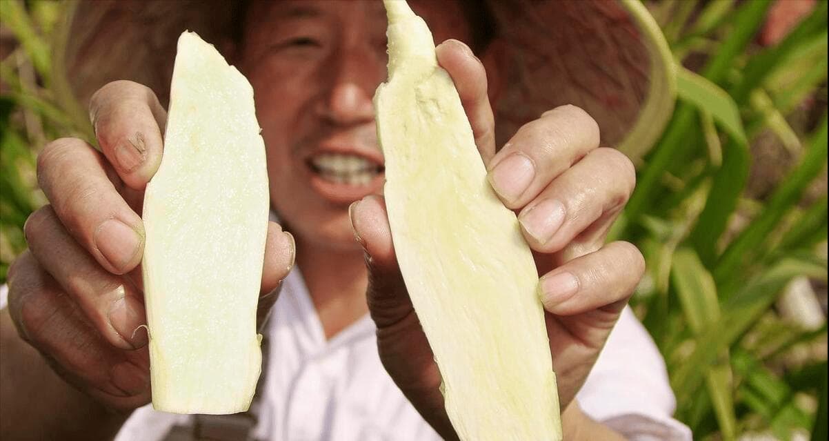 茭白生长在哪里呢