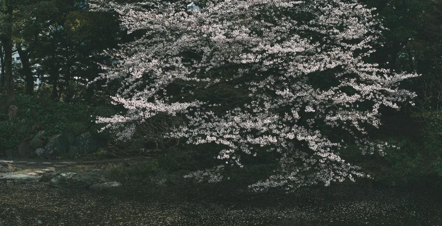 张艺谋版《山楂树之恋》：视觉美学与文学精神的博弈
