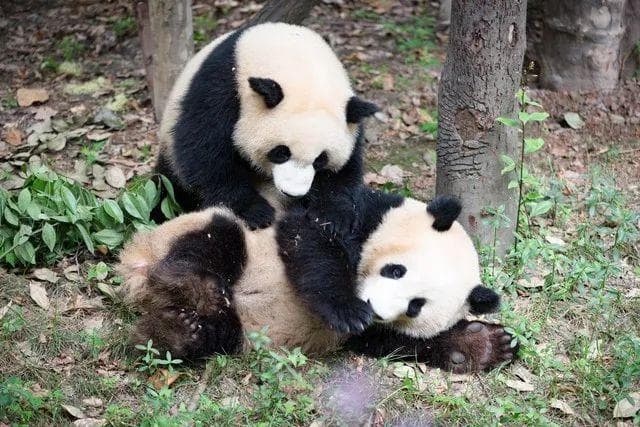为什么大熊猫只生活在中国？