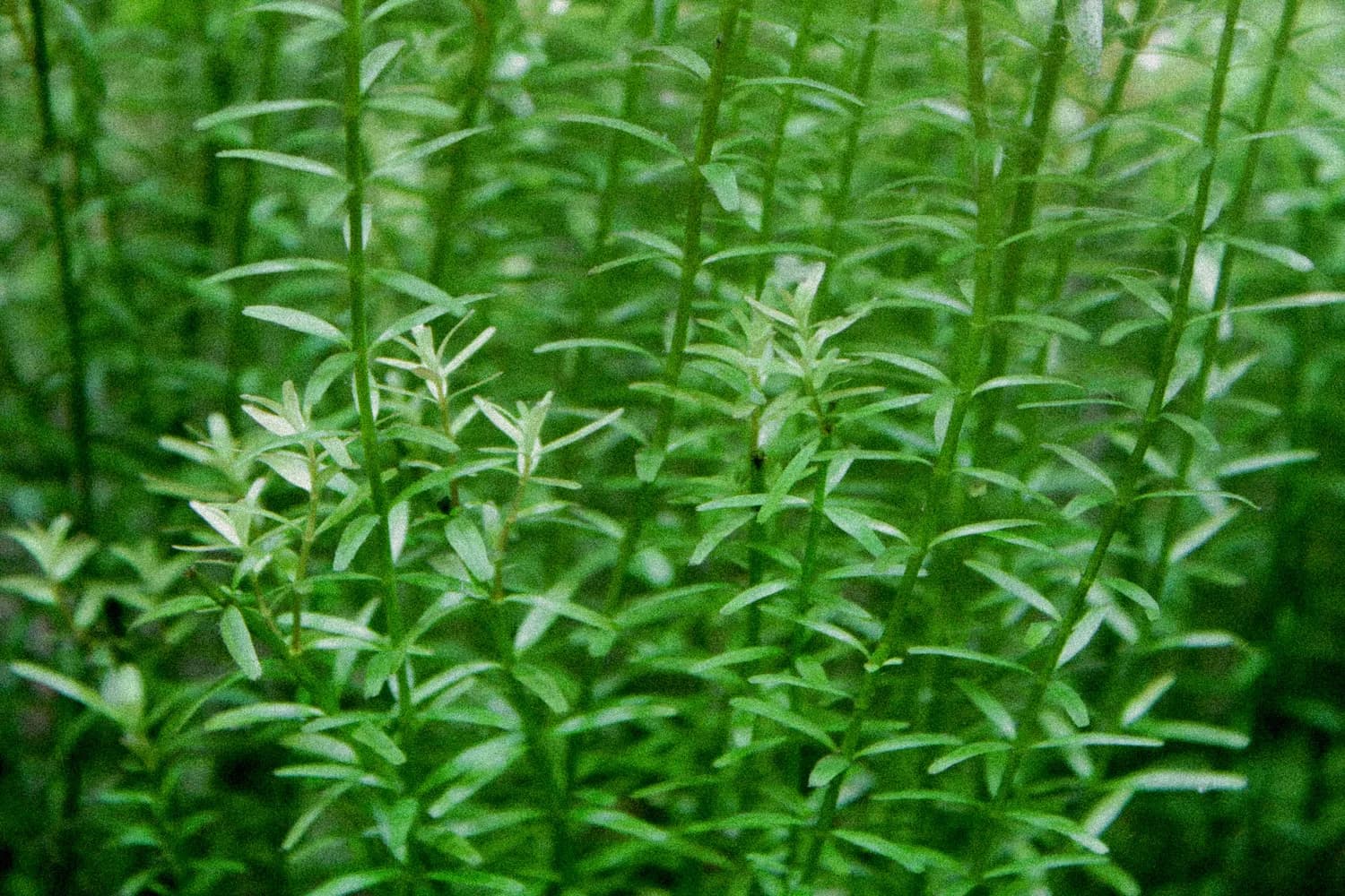透骨草泡脚：活血化瘀有奇效，这些使用禁忌需谨记