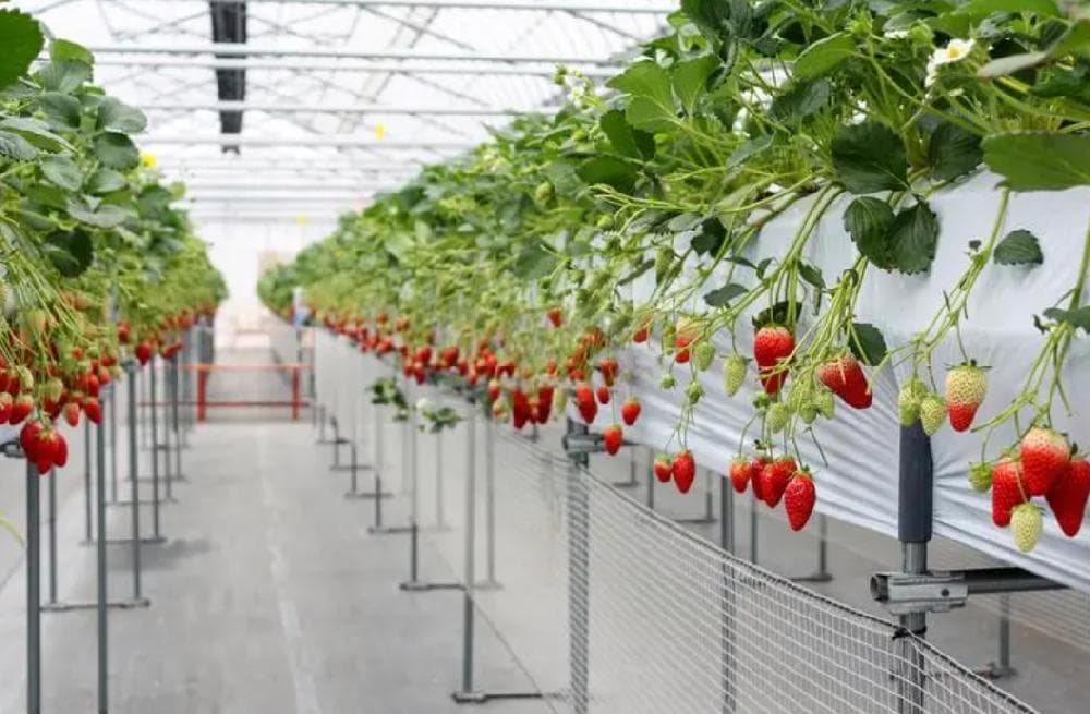 草莓种植全程技术指南：7大环节确保高产优质