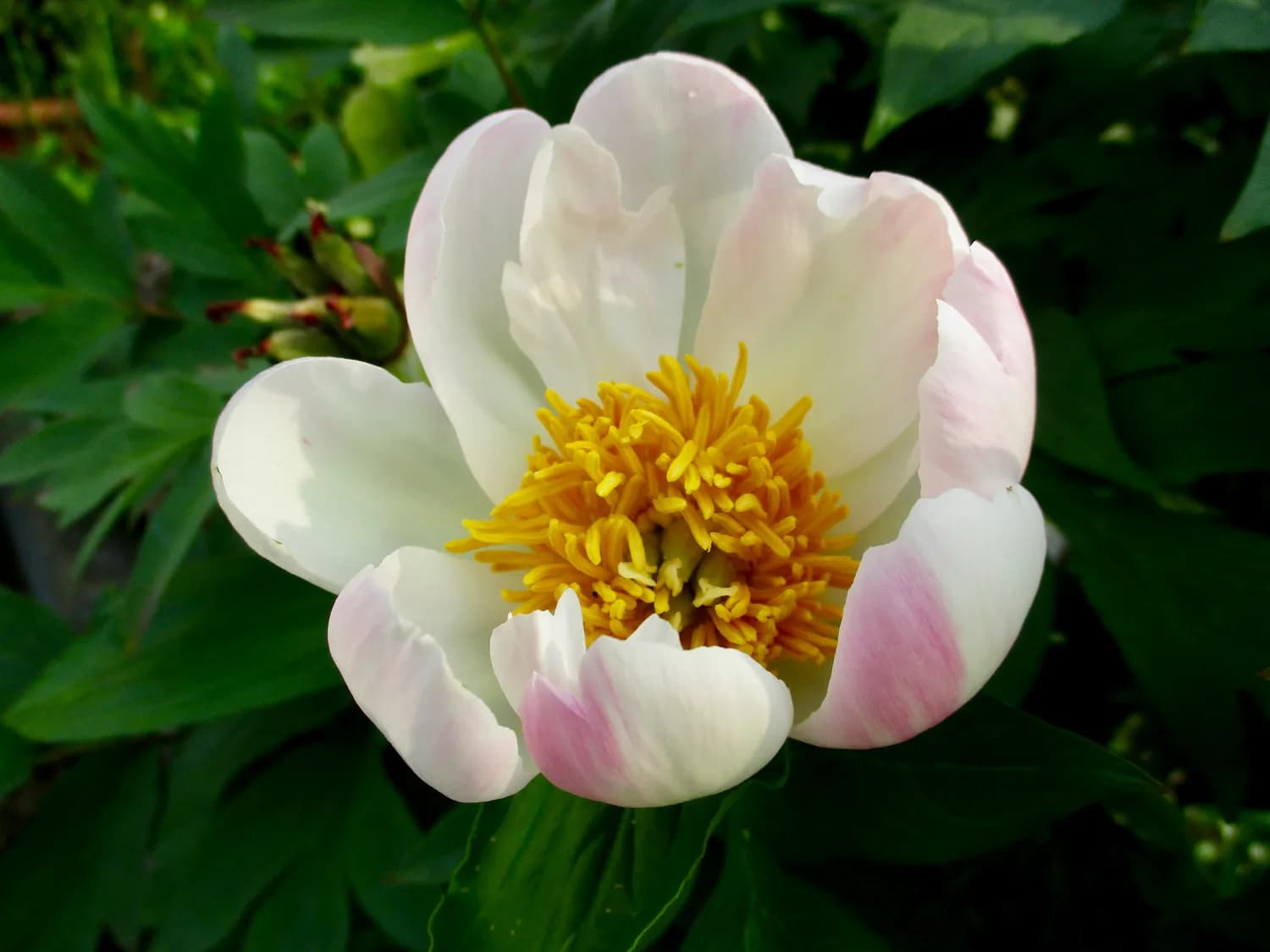 芍药 vs 牡丹：谁才是花界C位？